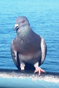 Neither of these pigeons are the one in the story. These are photos I took previously which are entitled "Stumpy & his girlfriend"
