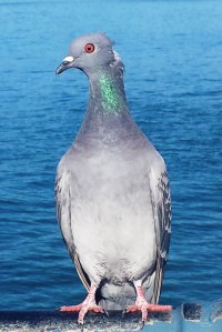 Neither of these pigeons are the one in the story. These are photos I took previously which are entitled "Stumpy & his girlfriend"